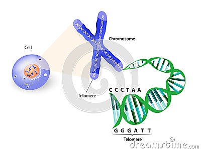 Human cell, chromosome and telomere Vector Illustration