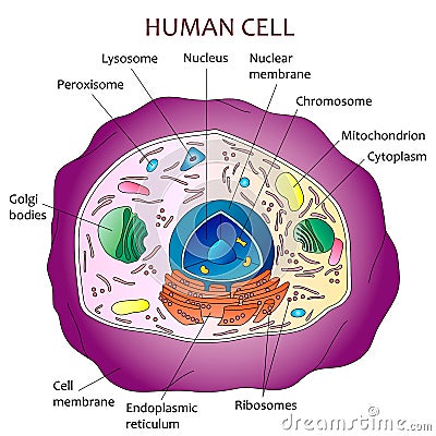 Human cell diagram Vector Illustration