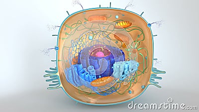 A human egg cell stock footage. Video of healthy, oocyte - 68292326 A human egg cell stock footage. Video of healthy, oocyte - 68292326