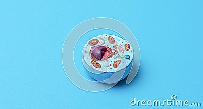 Human cell model on blue background. Biology and education concept. Horizontal science theme poster, greeting cards, headers, webs Stock Photo