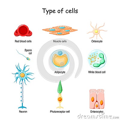 Cell set. collection of icons Vector Illustration