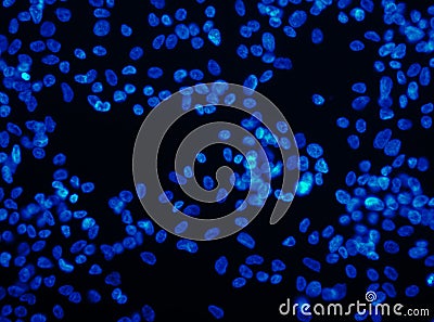 Human cells Stock Photo