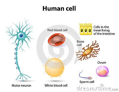 Human cells Vector Illustration