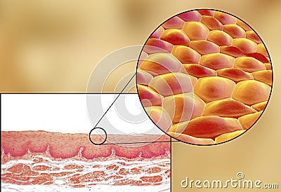 Human cells, micrograph and 3D illustration Cartoon Illustration