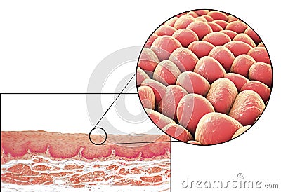 Human cells, micrograph and 3D illustration Cartoon Illustration