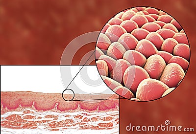 Human cells, micrograph and 3D illustration Cartoon Illustration