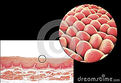 Human cells, micrograph and 3D illustration Cartoon Illustration