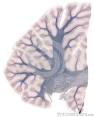 Human Cerebellum Stock Photo