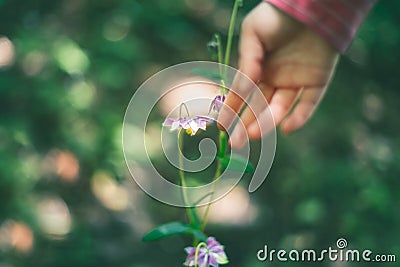 Human child hand touching purple lilac pink flower in garden orchard park. Connection unity with nature. Pretty artistic organic Stock Photo