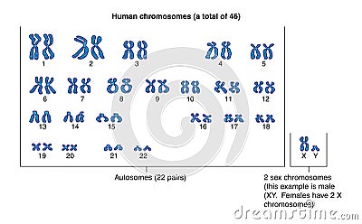 Human chromosomes Vector Illustration