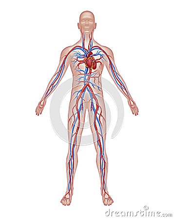 Human Circulation Anatomy Stock Photo