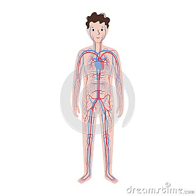 Human circulatory system Vector Illustration