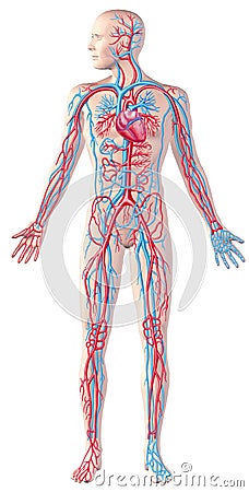 Human circulatory system, full figure, cutaway anatomy illustration, with clipping path included. Cartoon Illustration