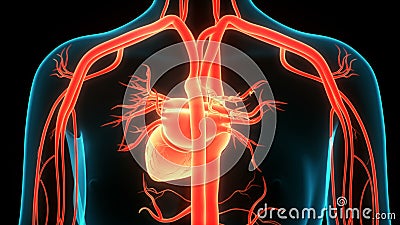 Human Circulatory System. 3D Loop Animation of Human Blood Vessel with Red Blood Cells. Medical Health Care Symbol. Stock Video - Video of black, cardiovascular: 169977349 Human Circulatory System. 3D Loop Animation of Human Blood Vessel with Red Blood Cells. Medical Health Care Symbol. Stock Video - Video of black, cardiovascular: 169977349