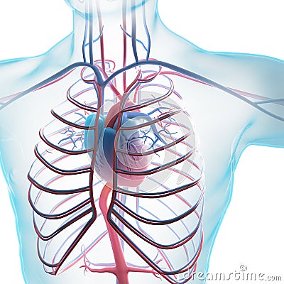 Human circulatory system Cartoon Illustration
