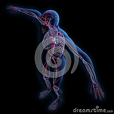 Human circulatory system Cartoon Illustration