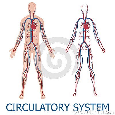 Human circulatory system Vector Illustration