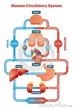 Human Circulatory System vector illustration diagram, blood vessels scheme Vector Illustration