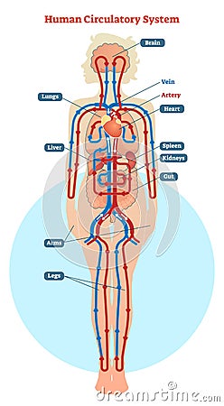 Human Circulatory System vector illustration diagram, blood vessels scheme Vector Illustration