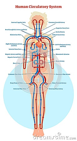 Human Circulatory System vector illustration diagram, blood vessels scheme Vector Illustration