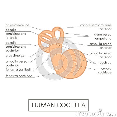 Human cochlea anatomy Cartoon Illustration