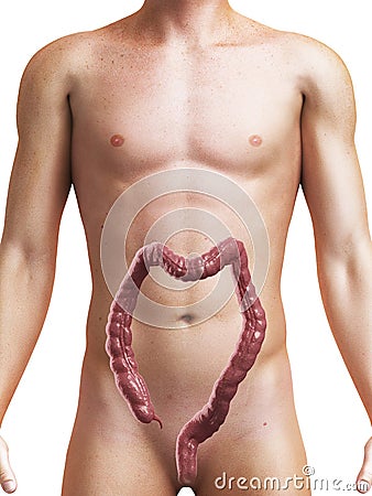 Human colon Cartoon Illustration