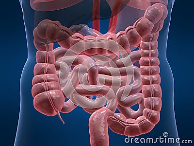 Human colon Cartoon Illustration