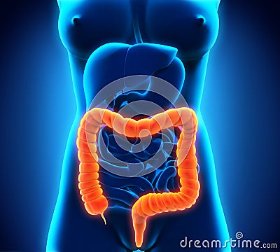 Human Colon Anatomy Stock Photo