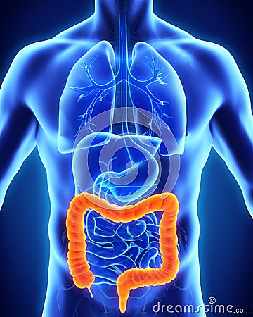 Human Colon Anatomy Stock Photo