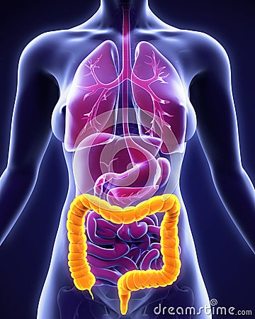 Human Colon Anatomy Stock Photo