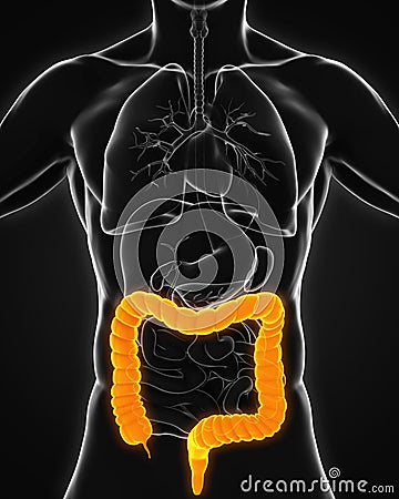 Human Colon Anatomy Stock Photo