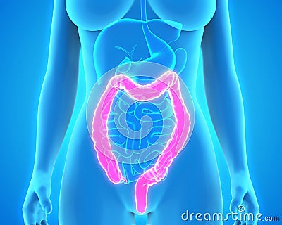 Human Colon Anatomy Stock Photo