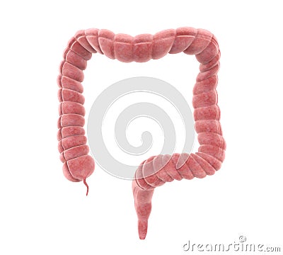 Human Colon Anatomy Stock Photo