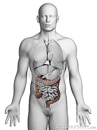 Human colon Cartoon Illustration