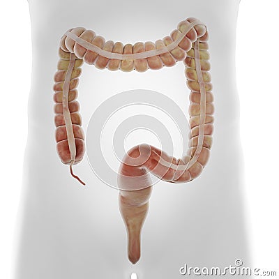 The human colon Cartoon Illustration