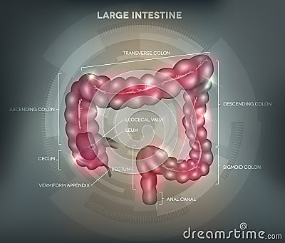 Human colon grey background Vector Illustration