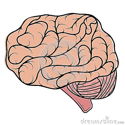 human color brain isolated vector illustration in cartoon style Vector Illustration