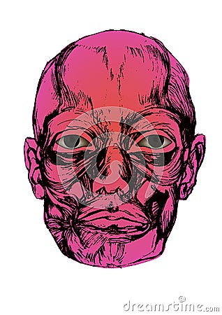 Corpse head with eyes Vector Illustration