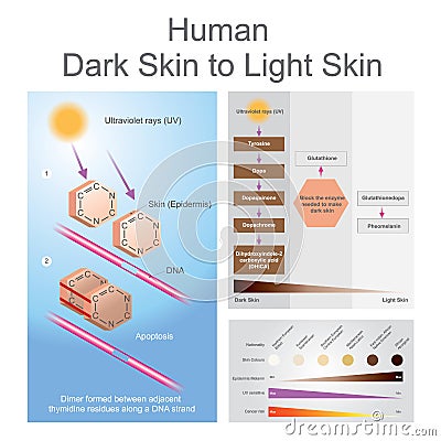 Human dark skin to light skin process Stock Photo