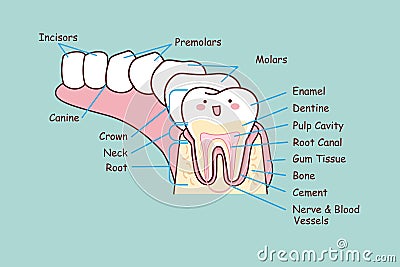 Human dental anatomy tooth Vector Illustration