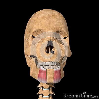 Human depressor anguli oris muscle on skeleton Cartoon Illustration