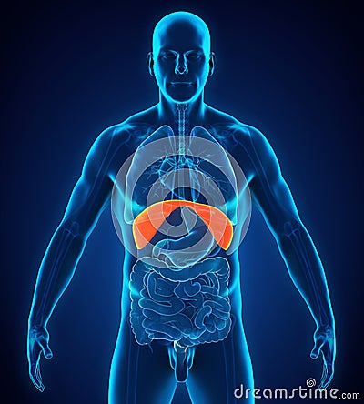 Human Diaphragm Anatomy Stock Photo