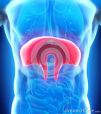 Human Diaphragm Anatomy Stock Photo