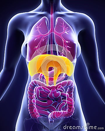 Human Diaphragm Anatomy Stock Photo