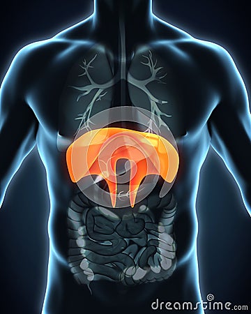 Human Diaphragm Anatomy Stock Photo