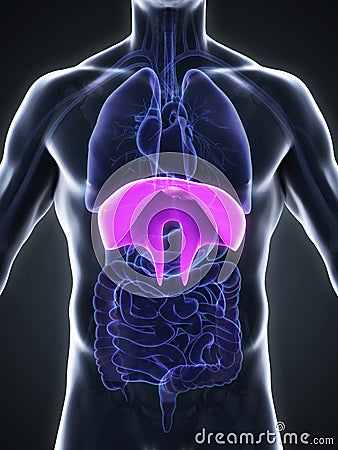 Human Diaphragm Anatomy Stock Photo