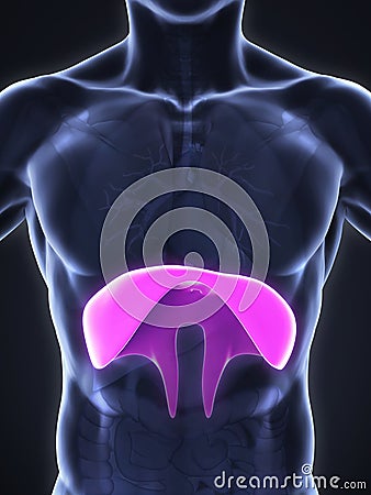 Human Diaphragm Anatomy Stock Photo