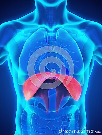 Human Diaphragm Anatomy Stock Photo