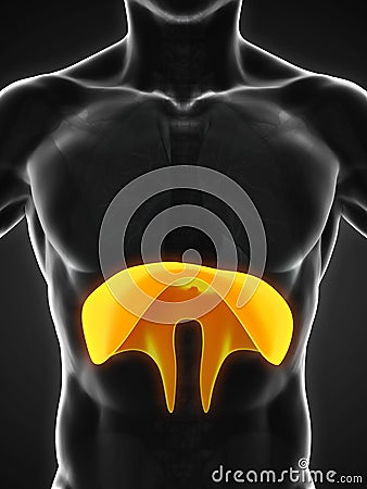 Human Diaphragm Anatomy Stock Photo