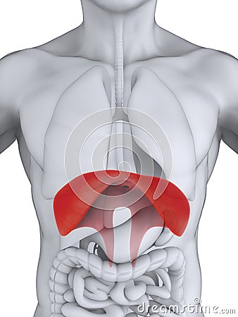 Human Diaphragm Anatomy Stock Photo